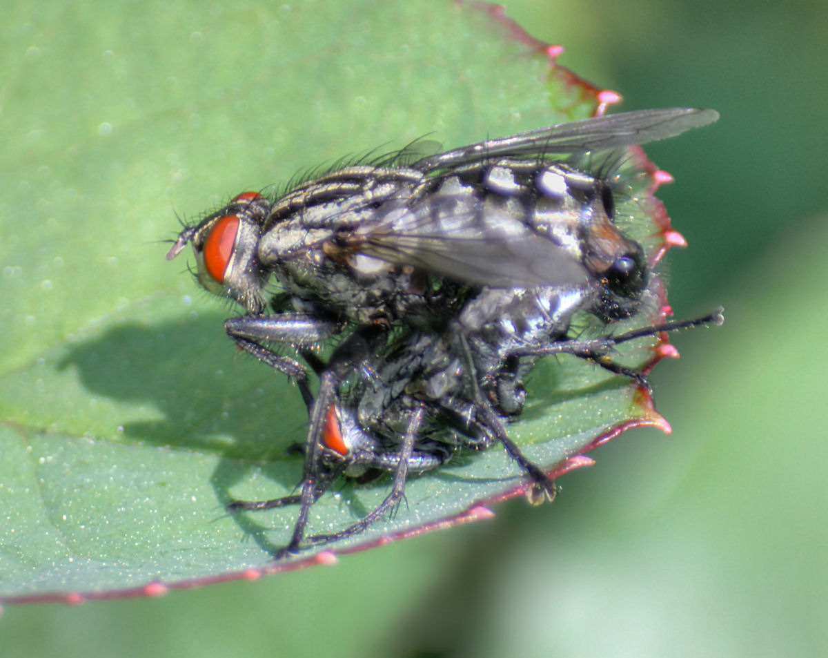 accoppiamento Sarcophaga sp.